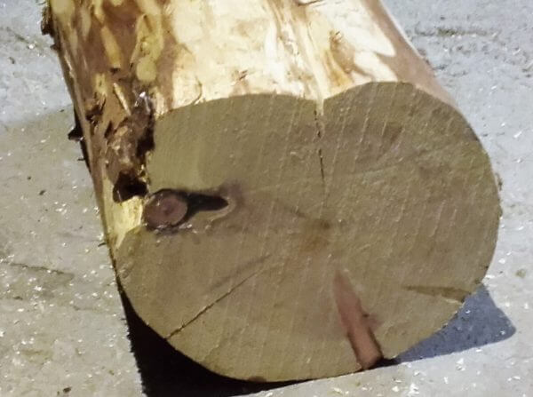 Baumstamm Zirbenholz