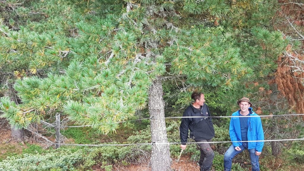 Hans Senega mit dem Waldbauern beim aussuchen der besten Zirbenbäume